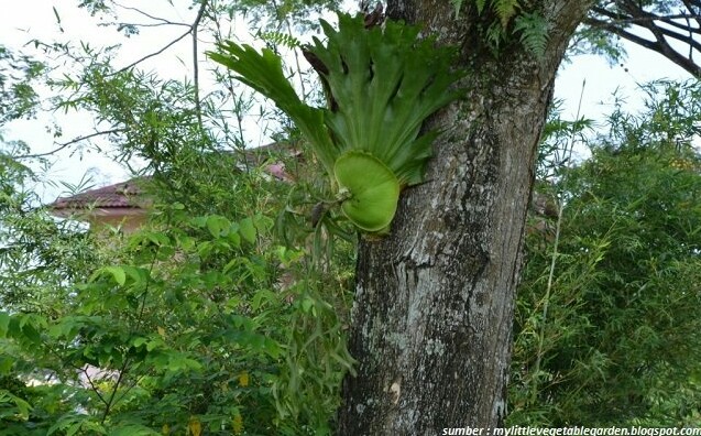 Beautiful Plants