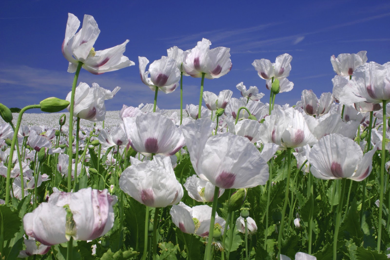 white+poppies.jpg