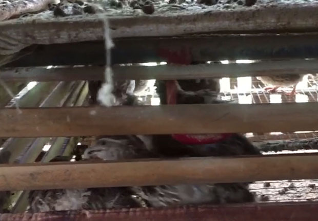 Kandang Puyuh Petelur Kapasitas 2000 Ekor Praktis