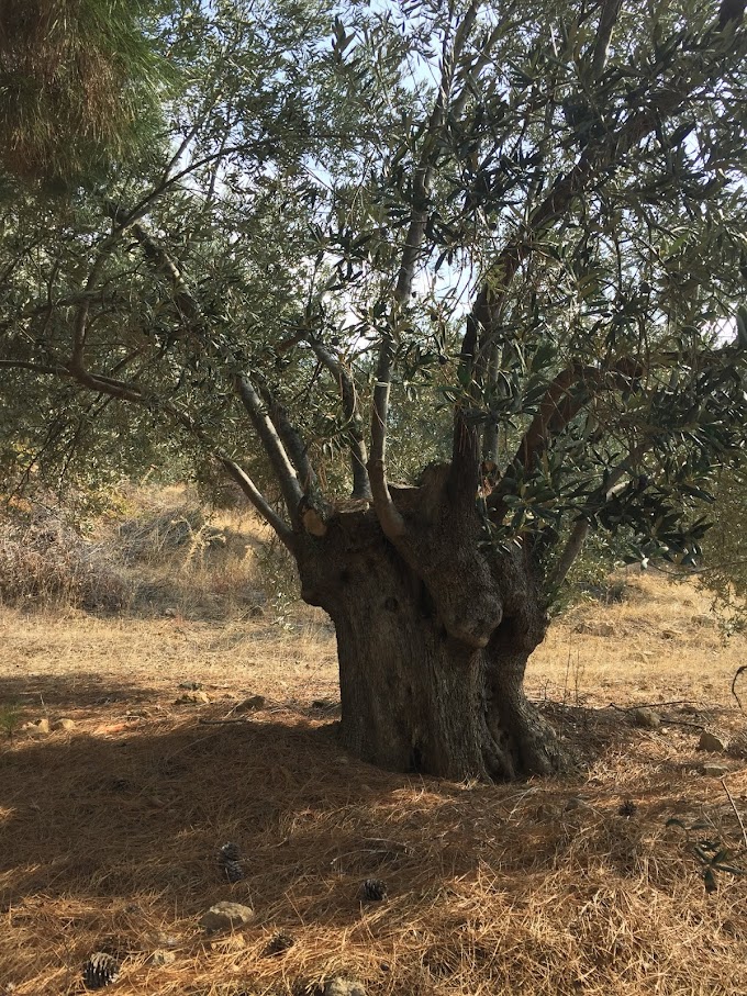 Heritage Olive Orchards in Pergamon