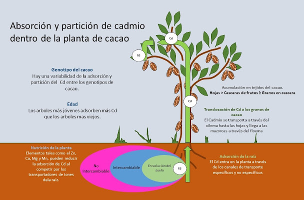 El Cadmio en el suelo es absorbido por las raíces de la planta de cacao, viajando a través de tallos y ramas hasta los frutos y los granos. Partición de cadmio dentro de la planta de cacao.