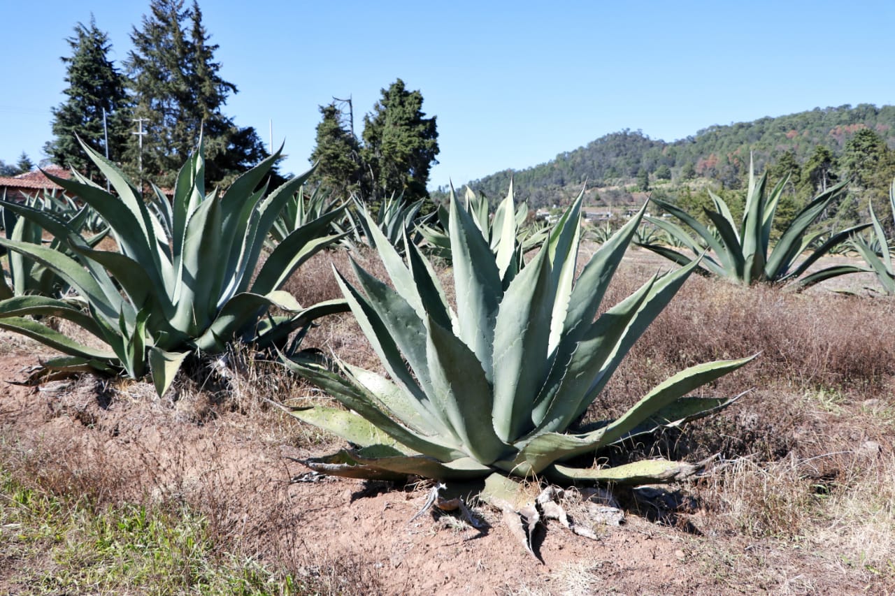 Fortalecerán la producción de pulque en la Sierra Norte de Puebla.