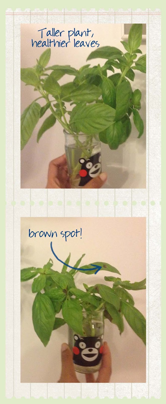 Silver Lining Handmade A little basil experiment