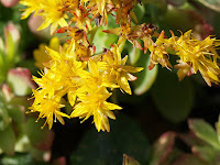 Sedum (Sedum palmeri)