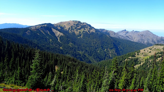 Hurricane Ridge Meadows