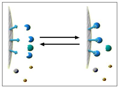 Affinity Chromatography | Science of Chromatography color chromatography diagram 