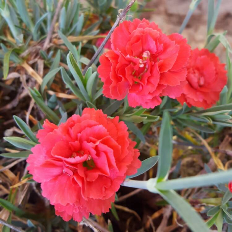 Deja Bloom Creates Tropical Feel In Northeast Garden