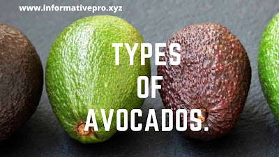 TYPES OF AVOCADO