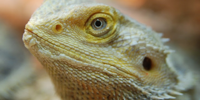 petco bearded dragon costume 2