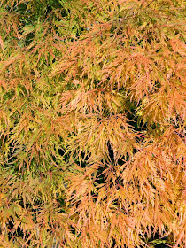 Acer palmatum dissectum Waterfall laceleaf Japanese maple autumn foliage by garden muses-not another Toronto gardening blog