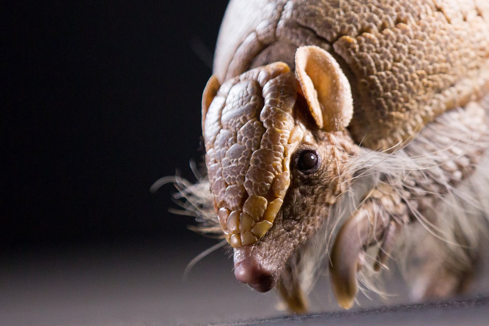 Meet Eduardo, the threebanded armadillo who loves sleeping, digging