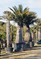 Palmeras Jubaea chilensis en los viveros de Barnaplant