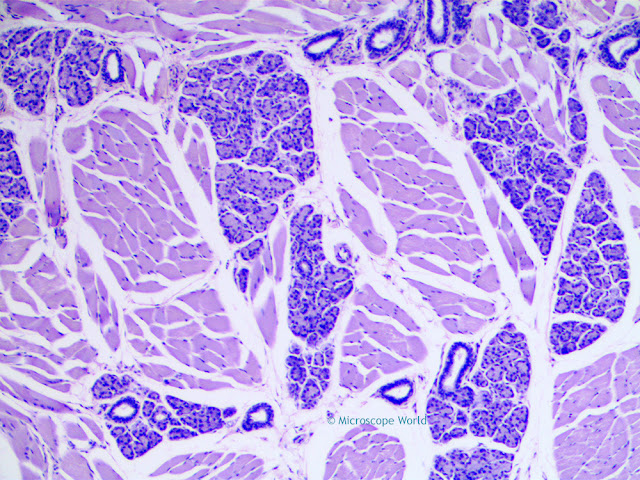 Microscope World image of rabbit taste buds captured under the microscope at 100x magnification.