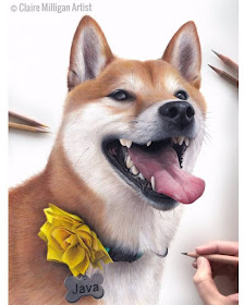 07-Shiba-Inu-Claire-Milligan-www-designstack-co