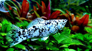 Molly Fish 4K Ultra HD Wallpapers / Backgrounds