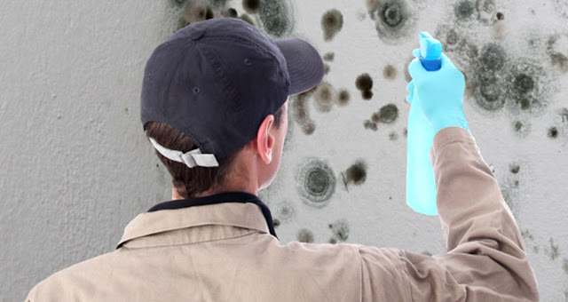  Mold Removal Near Me