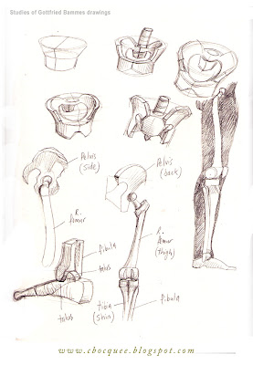 drawing studies of leg and hip anatomy