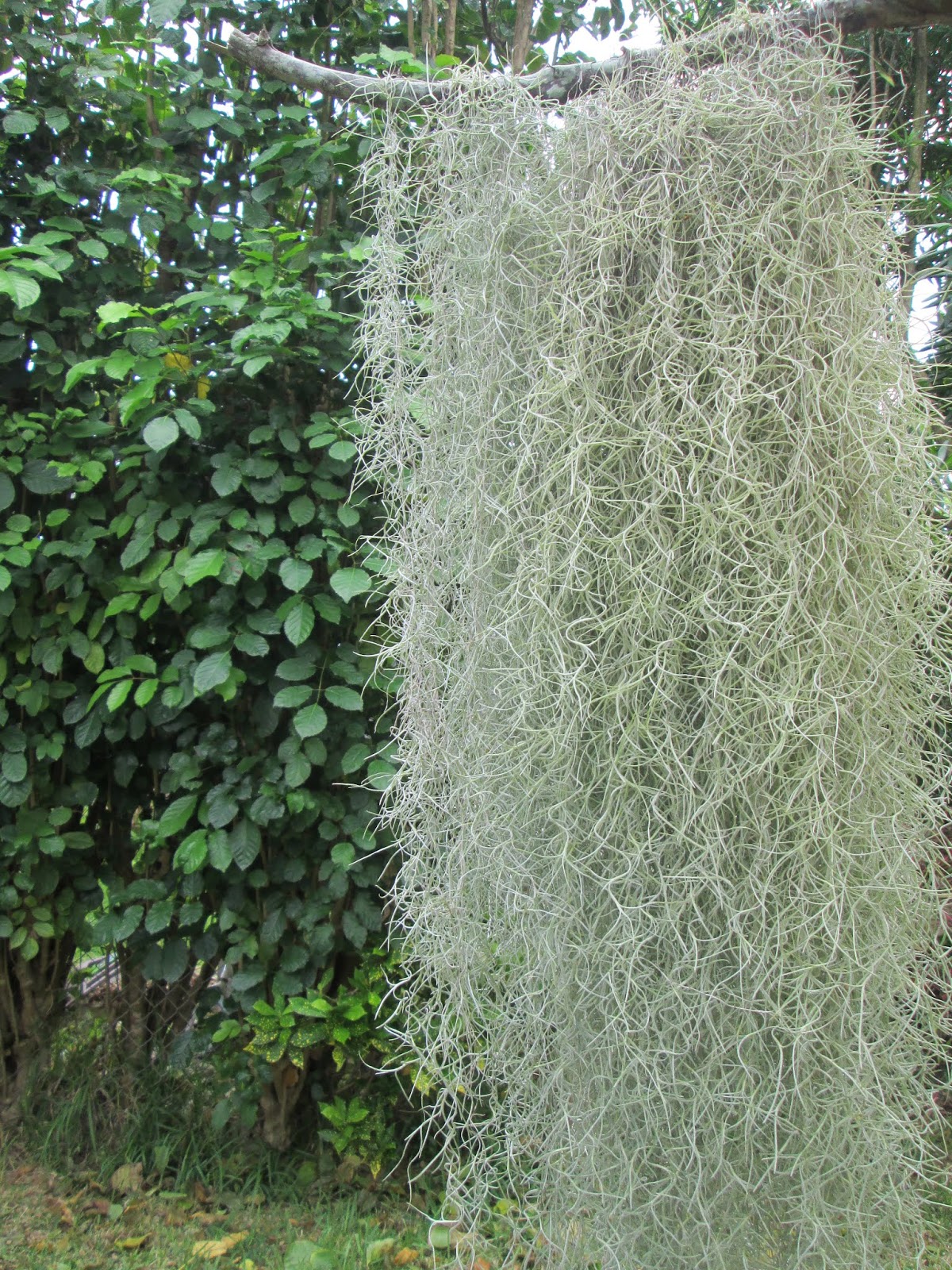 Garden Notes from Hawaii SPANISH MOSS (Tillandsia usneoides)