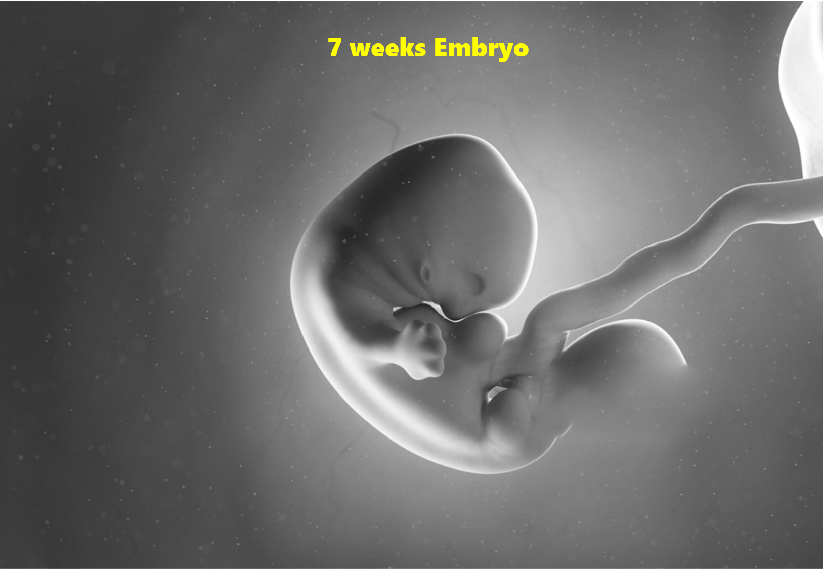 7 week pregnancy