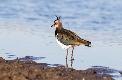 Чибис. Чайка. Lapwing. Vanellus vanellus