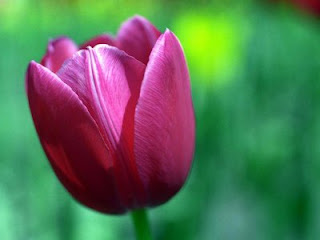 Tulipán, una flor con historia . tulipán violeta