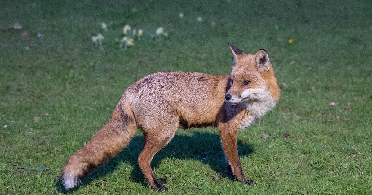 TrogTrogBlog Foxes and eggs