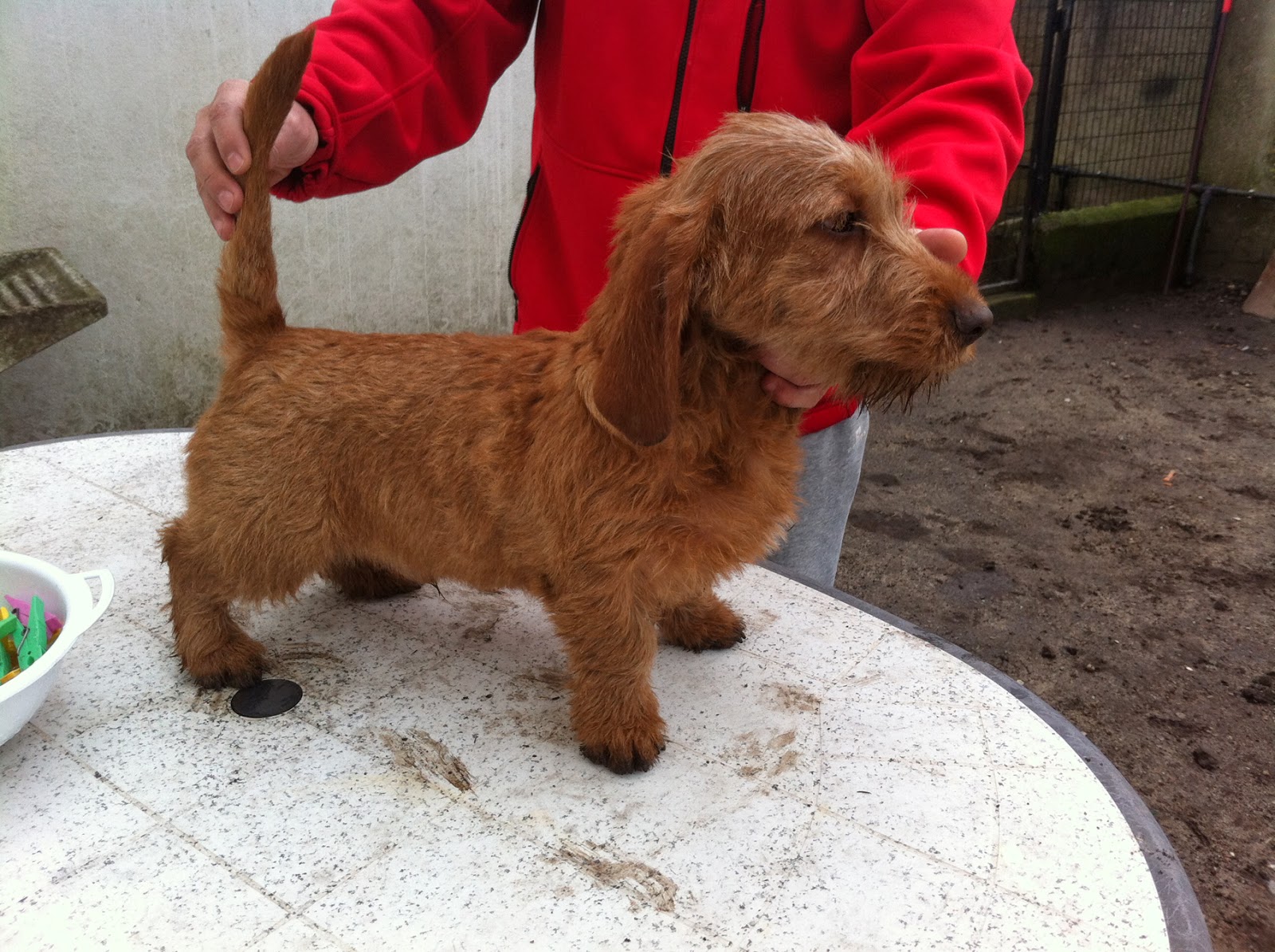 Basset leonado de Bretaña Las Dunas Javier Iglesias y sus basset leonados