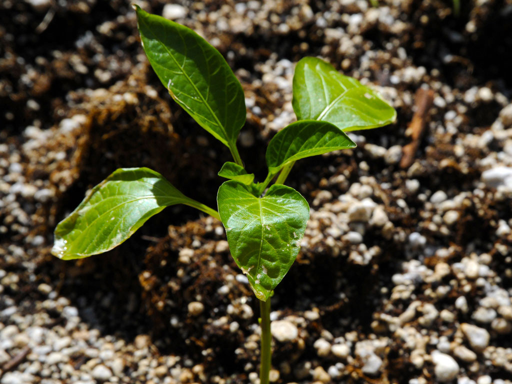 How to Keep Your Plant Alive and Health in Extreme Hot Temperatures