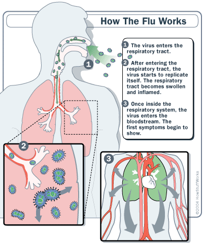 How the flu works gafacom image result for upper respiratory infections
