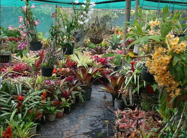 Brookreflections Bromeliads & Exotics *Growing: Growing Beautiful ...