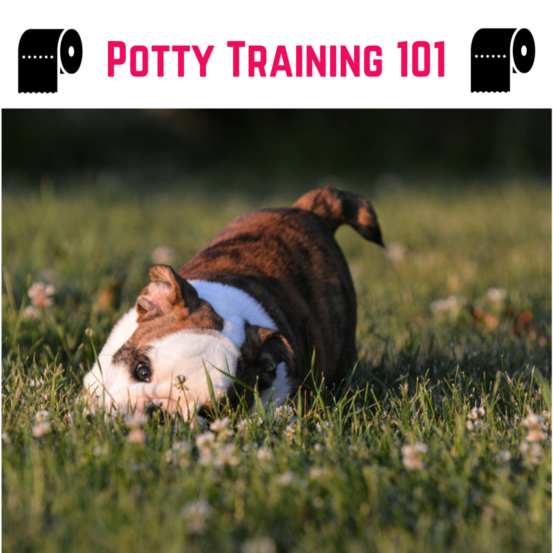 Bark City Doggy Daycare Potty Training 101 (for dogs)