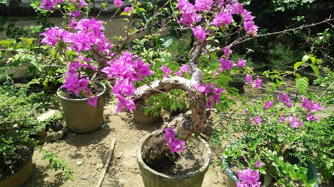 TIPS & TRICK MEMBUAT BONSAI BOUGAINVILLE CEPAT BERBUNGA 