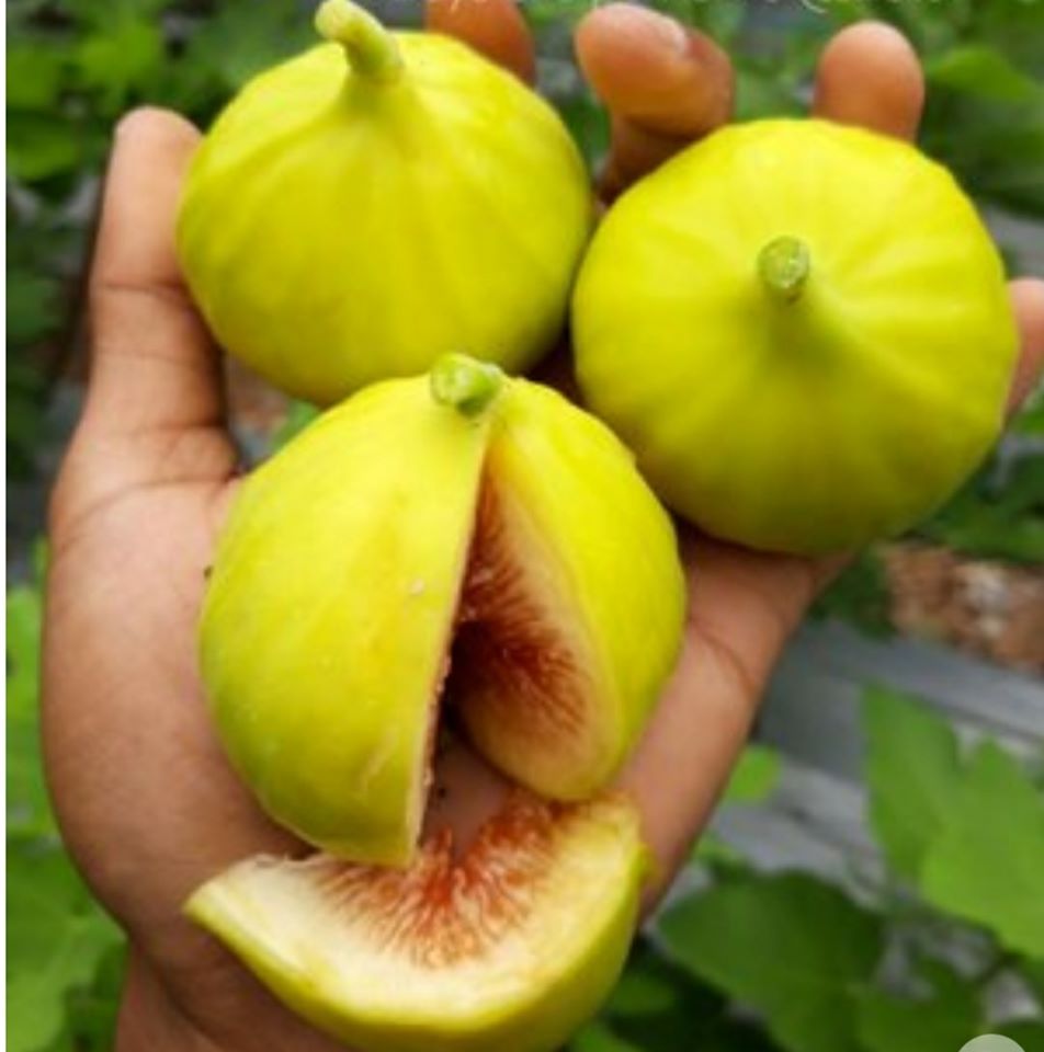 7 Jenis Media Tanam Pohon Buah Tin - Tani Makmur Nusantara