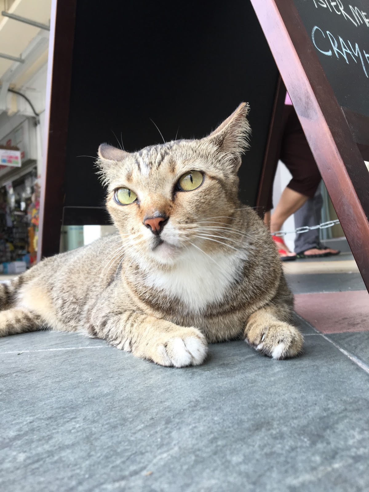 Singapore Community Cats At a Mall in Bedok