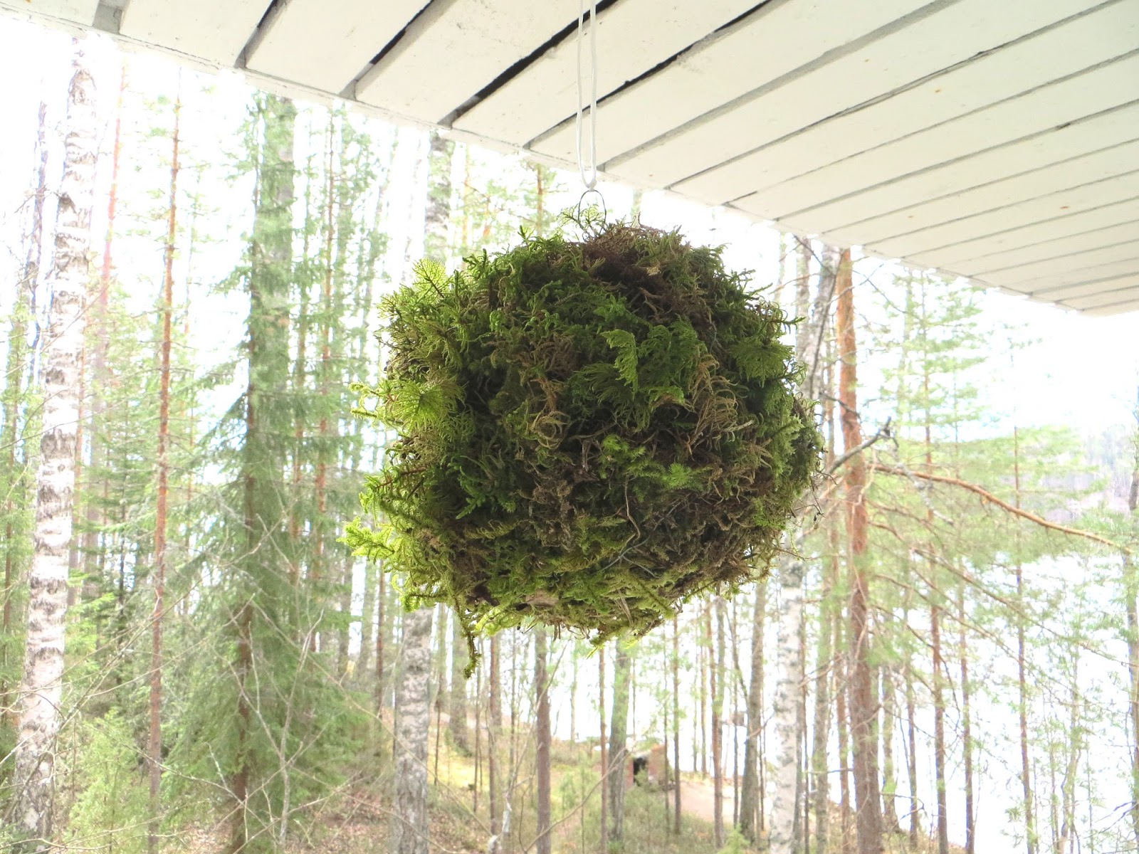 Moss Ball & Heart Sammalpallo & sydän