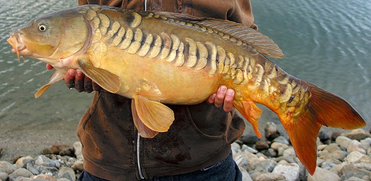 Fish Common Carp Fish Cyprinus Carpio Veterinary Online fish-common-carp-fish-cyprinus-carpio-veterinary-online