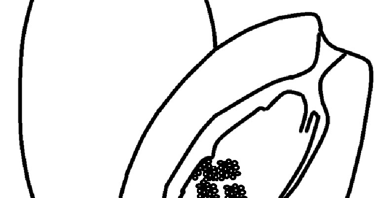 Mewarnai Gambar Mewarnai Gambar Sketsa Buah Pepaya 1