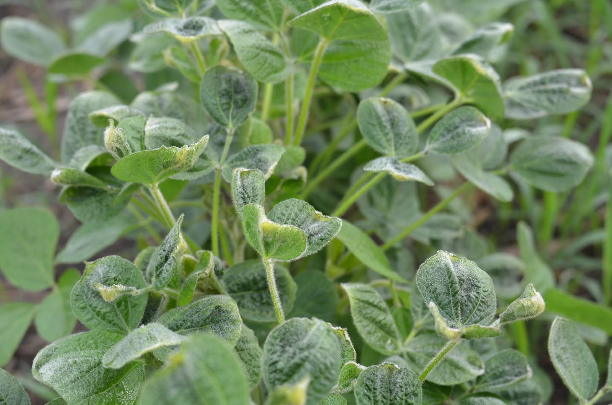 Growth regulator herbicide injury on soybean