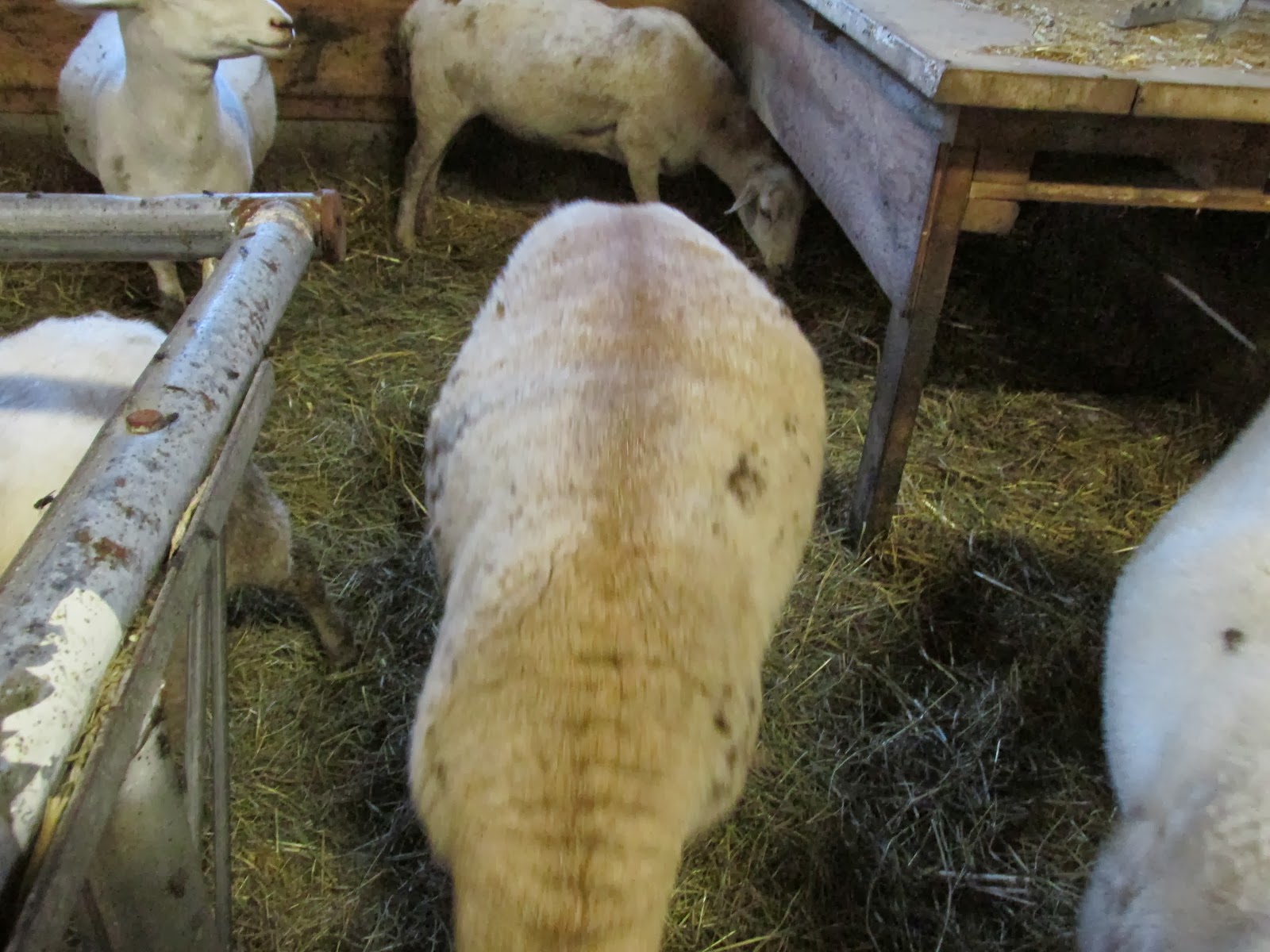 A Shepherdess's Journal to Sheep Farming Pasture Raised Sheep