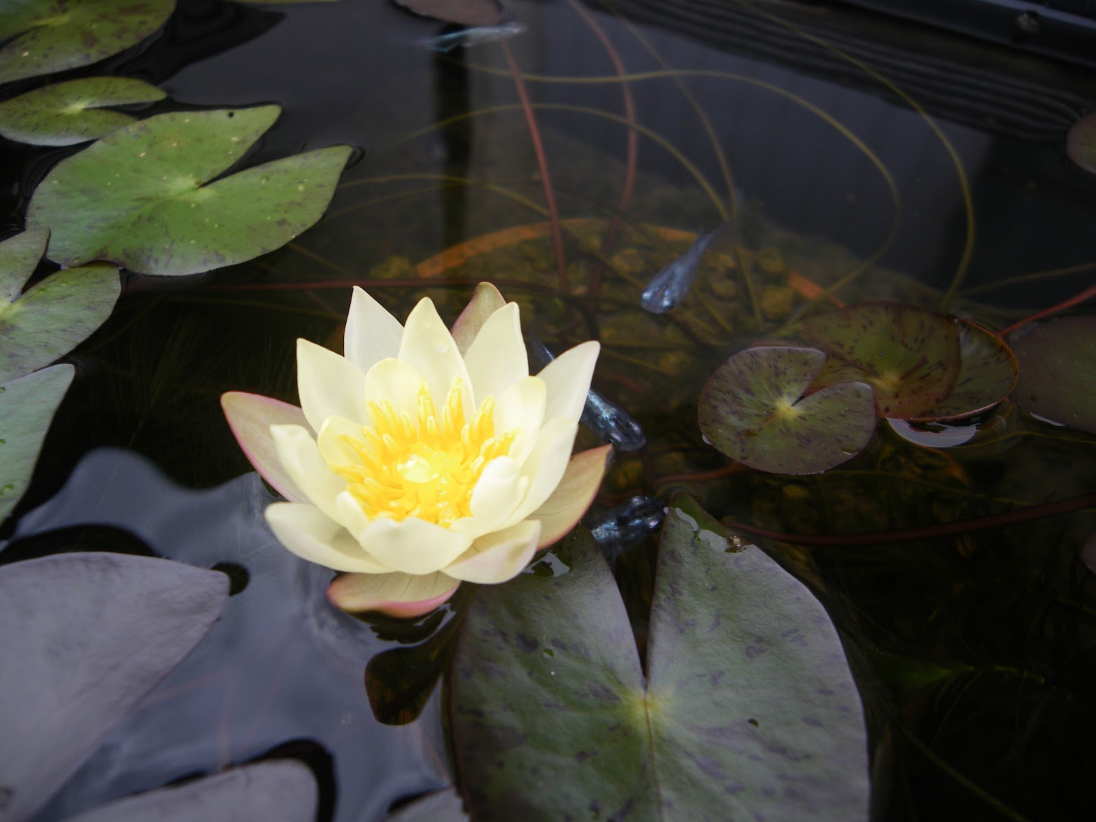 姫睡蓮の育て方 植え替え 成長 花が咲く メダカの大工
