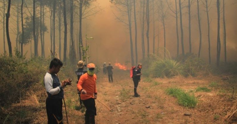 Contoh Teks Eksposisi Tentang Kebakaran Hutan Terkait Teks