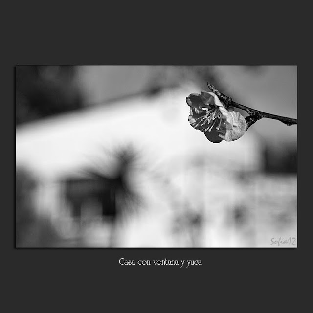 Flor de albaricoque en blanco y negro