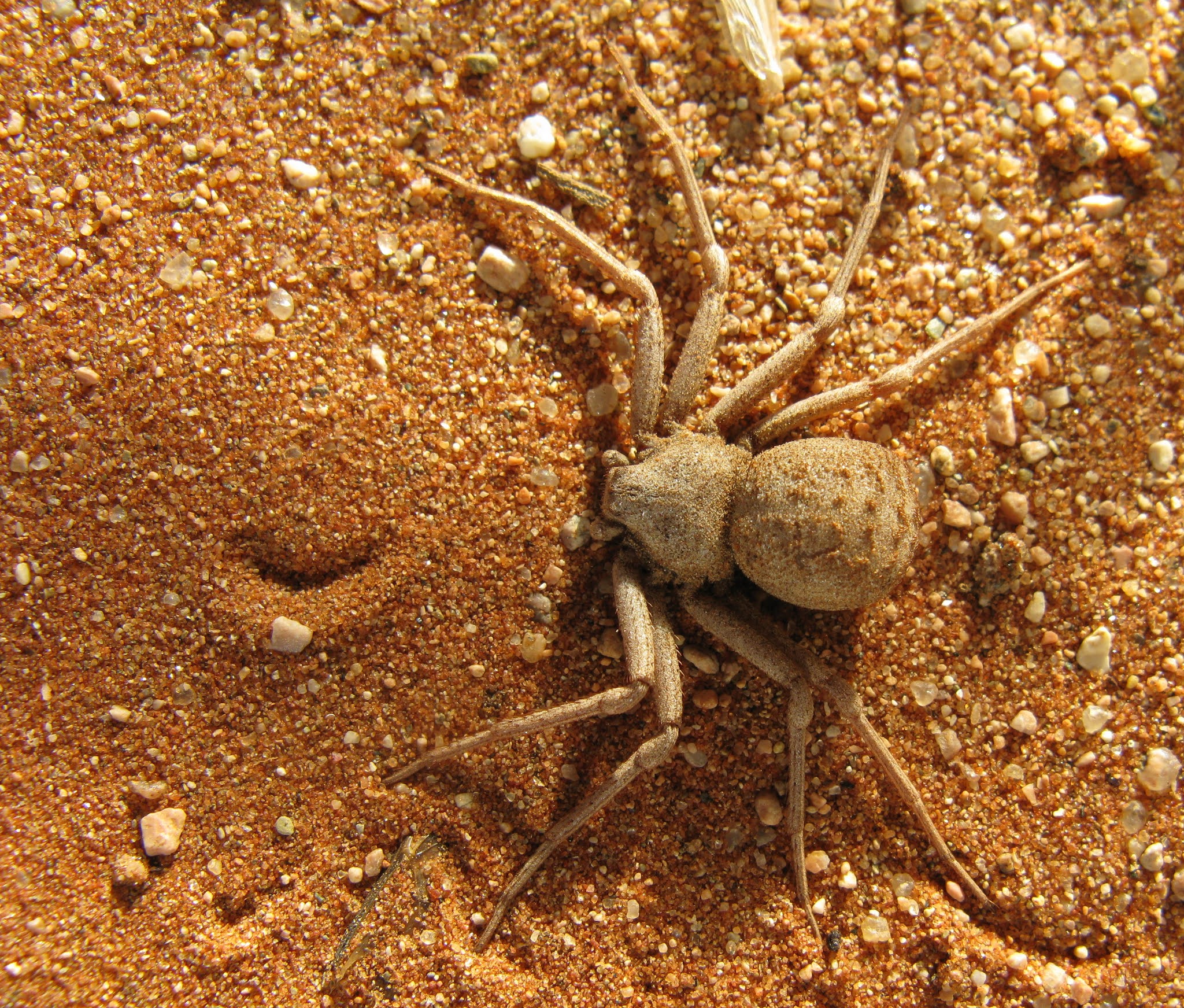 Six Eyed Sand Spider Sicarius Hahni Hexophthalma Hahni six-eyed-sand-spider-sicarius-hahni-hexophthalma-hahni