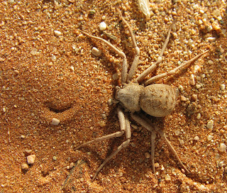 spider eyed six sand most spiders poisonous dangerous unaware disturbing fact bites bite creepy theepochtimes videos