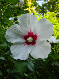 Red Heart rose of sharon Hibiscus syriacus by garden muses-not another Toronto gardening blog