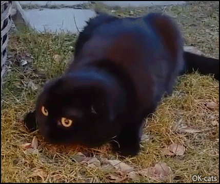 Funny Cat GIF • Monk the Dracula black Cat is a vampurr and wants to suck human blood