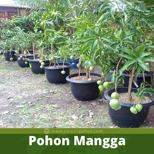 Pohon Mangga