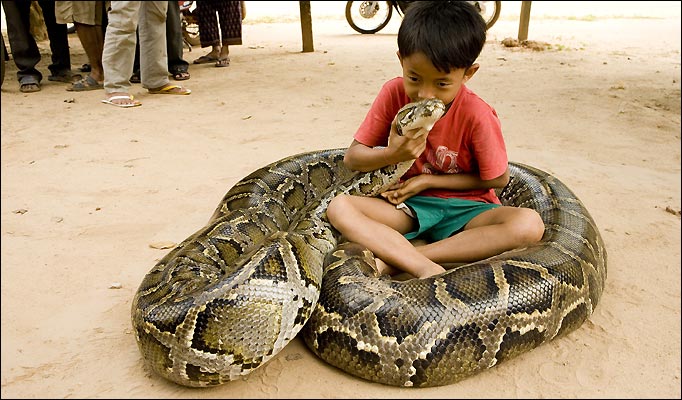 big python | My HD Animals