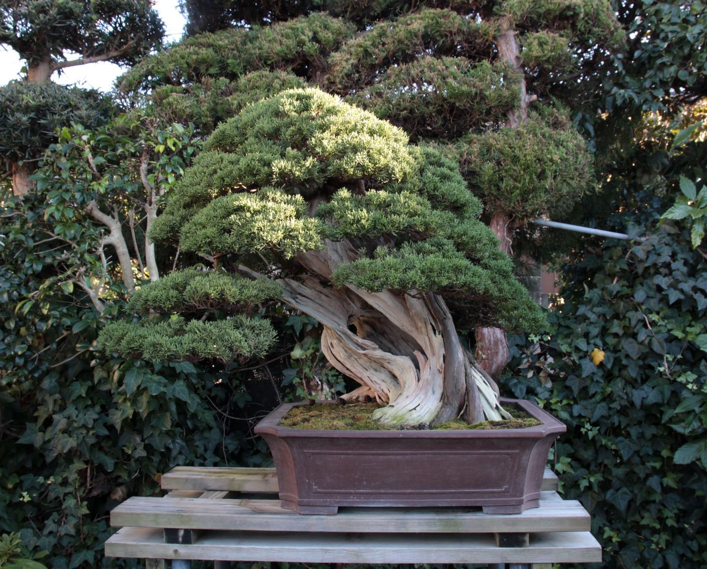 Bonsai Moravia Blog JAPAN 2017 16 MASAHIKO KIMURA