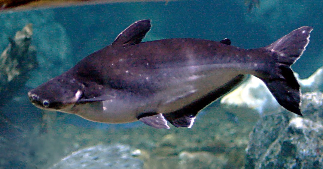 Melek Perikanan Ikan Patin Jambal Atau Ikan Jambal Klasifikasi Morfologi Habitat Dll